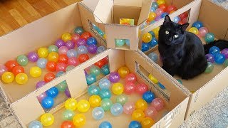 Deluxe Cat Ball Pit! - Cole and Marmalade