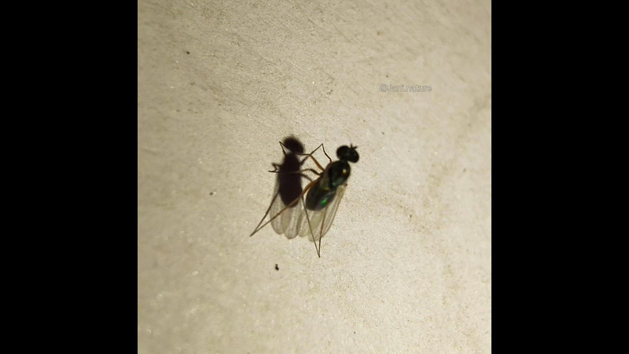 Tiniest fly | Genus: Medetera