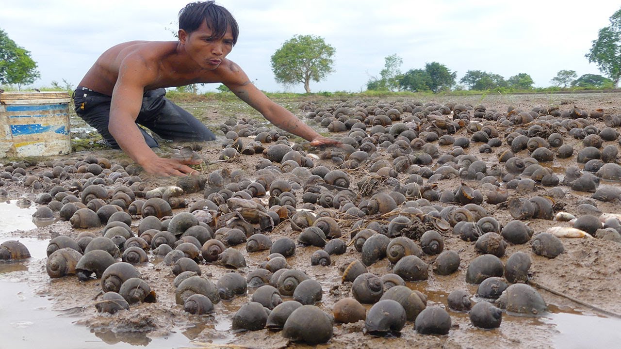 Wow! Best Collage Lot of snail in rainy season and season found snail by fisherman skill YouTube