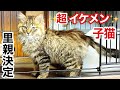 【長毛 保護子猫】里親決定! 保護〜新しい家族の元へ
