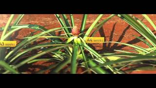 The growth cycle of a pineapple