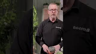 Sukkulenten umtopfen:  So wachsen sie gesund weiter | toom Pflanzentipps #shorts #pflanzentipp #diy