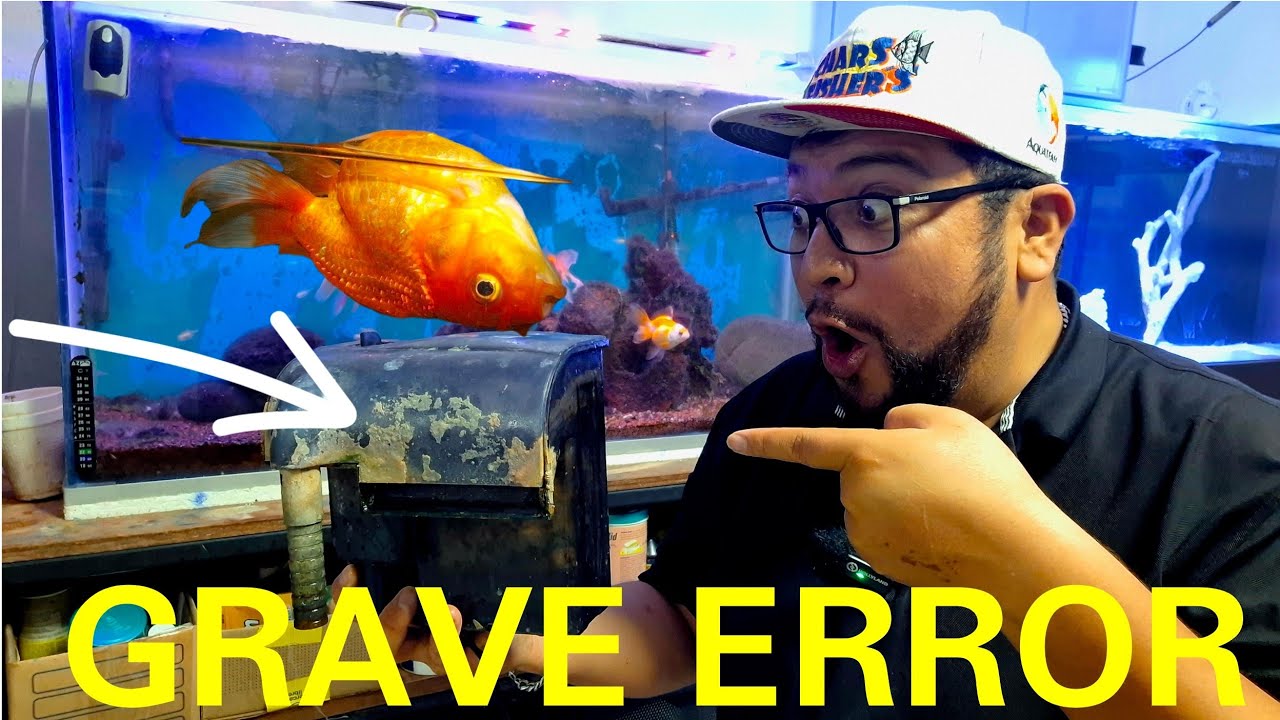 LAVE MI FILTRO DE CASCADA Y MIS PECES SE MURIERON ¿QUE HICE MAL?