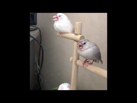 口半開きで寝る文鳥/Java sparrow took a nap.