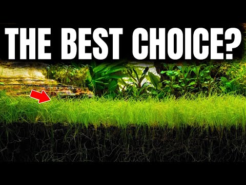 Aquarium Carpet Plants: What Actually Carpets (Most Won't)