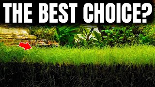 Aquarium Carpet Plants: What Actually Carpets (Most Won't)