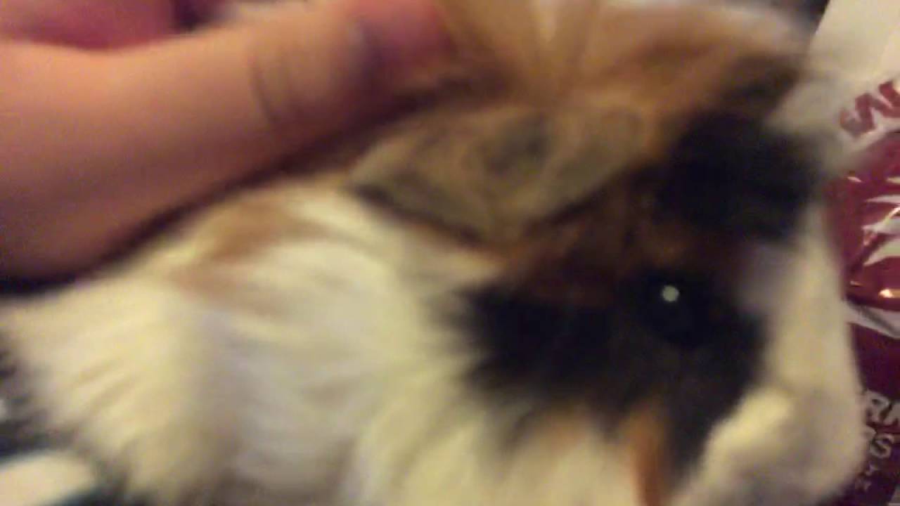 jealous, decieved and trapped. This guinea pig went where none have