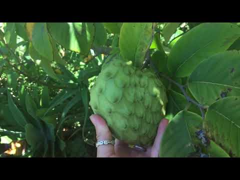 Ellwood School Garden Tour