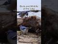 Birds and Wildlife at the Lake #youtubeshorts #nature #wildlife