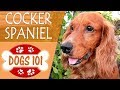 Dogs 101 - ENGLISH COCKER SPANIEL - Top Dog Facts About the ENGLISH COCKER SPANIEL