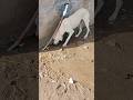 قصة عطش كلب في الصحراء    