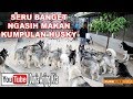 BELASAN ANJING HUSKY MAKAN TANPA BERANTEM, KOK BISA ???