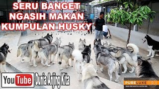 BELASAN ANJING HUSKY MAKAN TANPA BERANTEM, KOK BISA ???