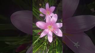 effect of soft pruning : #pink #rainlily blooming again #shortsfeed #flowers #shorts