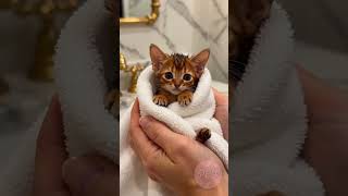 The Calmest Cat Ever 🛁 Abby Kitty Bath Time ✨