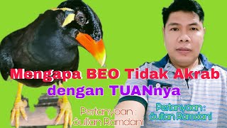 Penyebab Beo Takut Kepada Tuannya Beo Pintar Bicara  Beo Pintar Ngomong