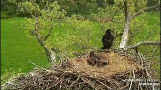 Decorah Eagles 5-23-22, 1 pm DN15 getting some lift