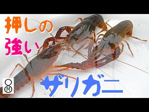 やたら押しの強いザリガニ　＊BGMなし、ちょっとノイズあり
