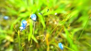 ZTE Grand X2  Camera