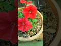 Petunia flowers care tips#gardening#plants#petunia#flowers #terracegardenindia #houseplants