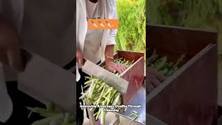 Improving Asparagus Quality Through Trimming