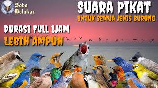 Suara Pikat Semua Jenis burung Dihutan || Lebih Ampuh