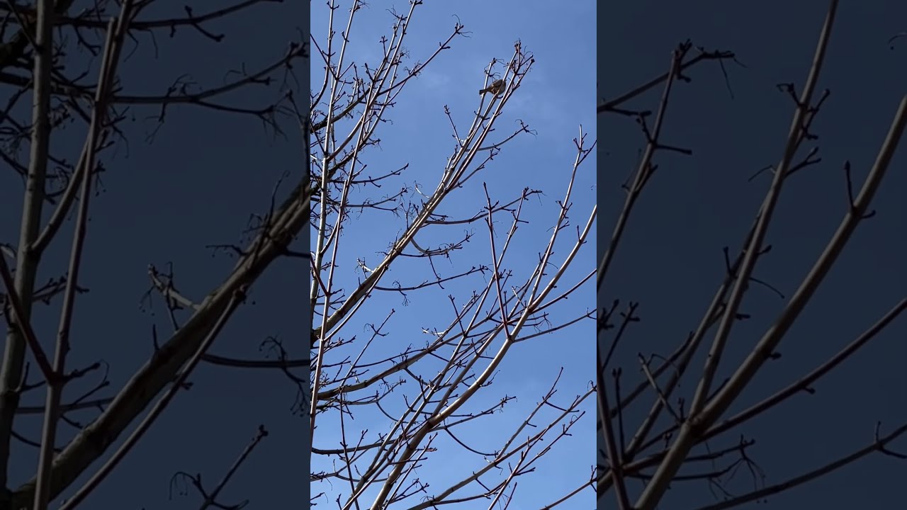 Listen To The Little Bird In Beautiful British Columbia soundofnature Listen To The Little Bird In Beautiful British Columbia soundofnature