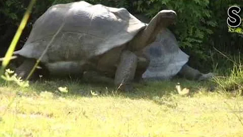 WARNING!!!: Giant Attack Turtle Pursues David Crom...