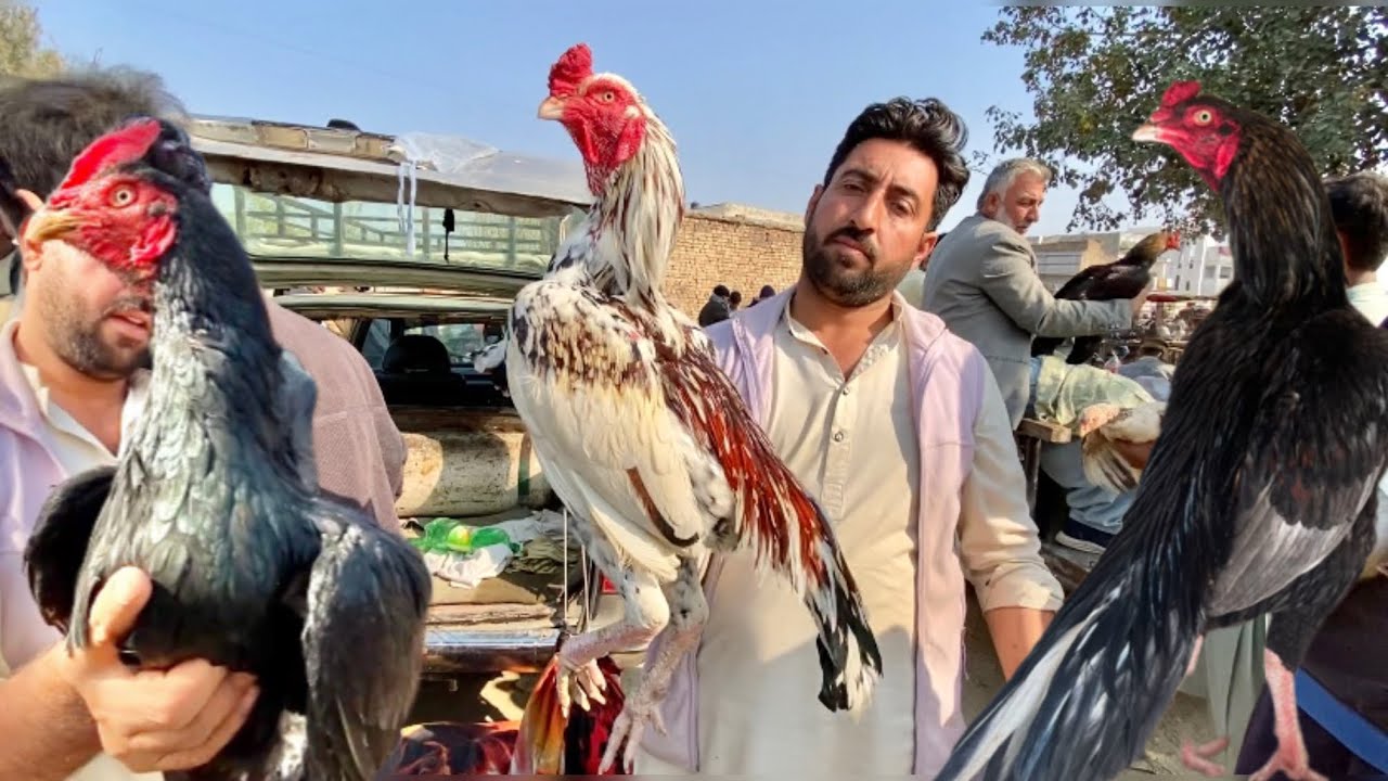 Khan bhai full car le aye murgon sy bar kr|Haripur aseel murga mandi |cheap rates |