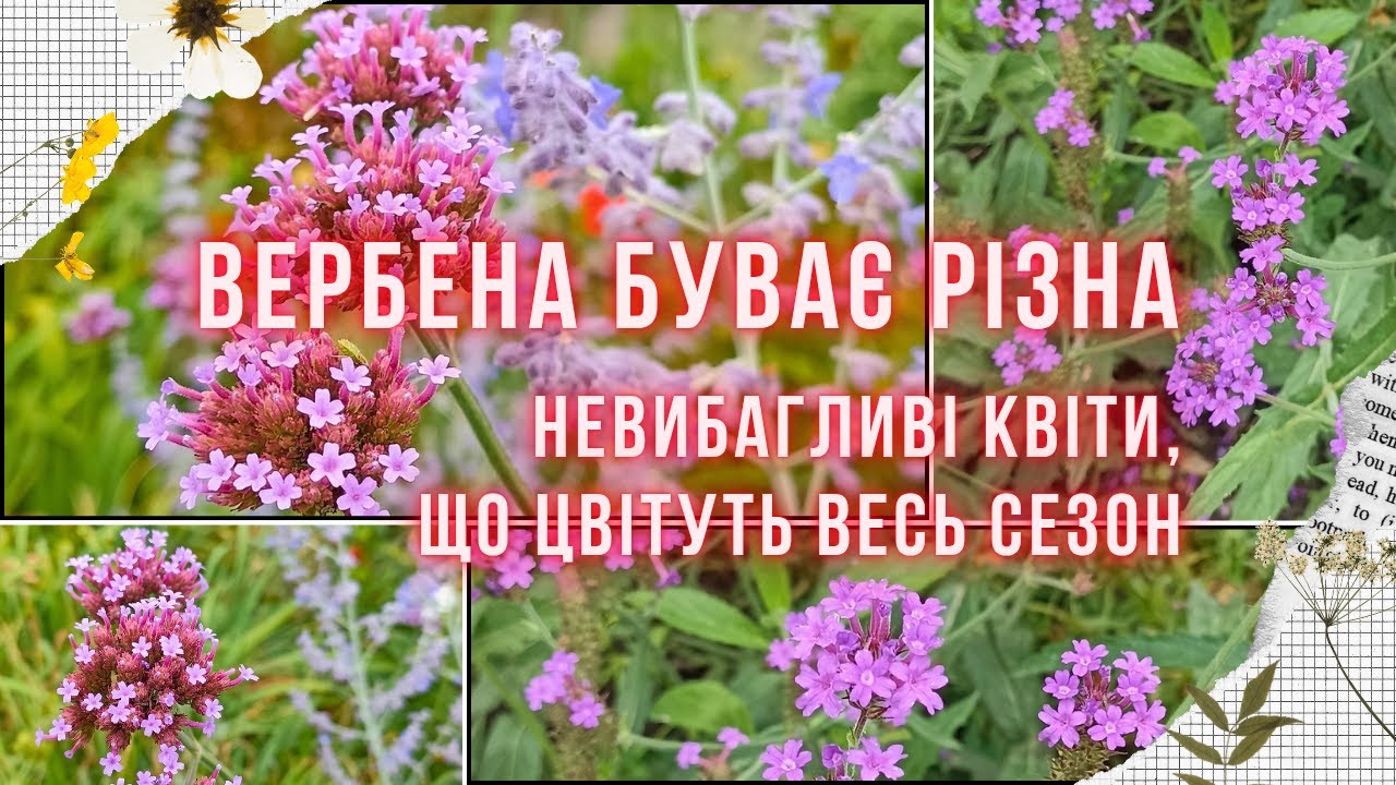 ВЕРБЕНА ЖОРСТКА ТА ВЕРБЕНА БОНАРСЬКА. Схожість і відмінності, як посіяти та почеренкувати ці квіти