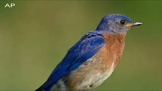 Eastern Bluebird Song - Singing - Call - Sounds / Bluebird Call - Songs - Singing - Sounds