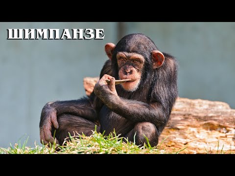 Шимпанзе: Ближайший родственник человека | Интересные факты про приматов