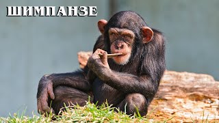 Шимпанзе: Ближайший родственник человека | Интересные факты про приматов
