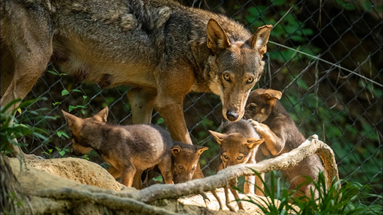 red wolf travel