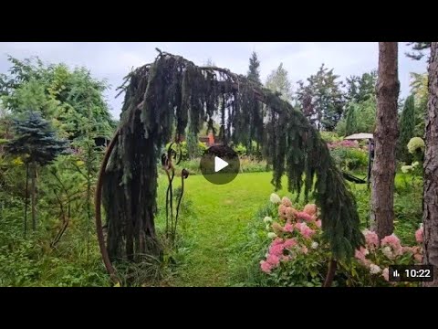 Kuznitsa Kew saves plants! Video review from our customer.