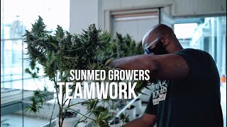 Cannabis Industry Video: SunMed Growers: Teamwork - A Short Video with Music
