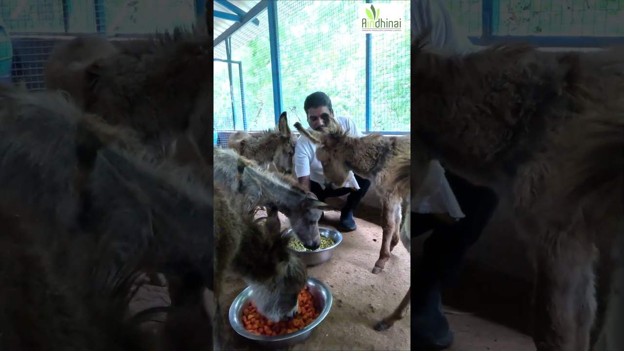 சனியை ஓட ஓட விரட்ட... | Aindhinai donkey Business  