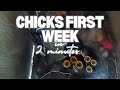 Watch the chicks first week in 2 minutes