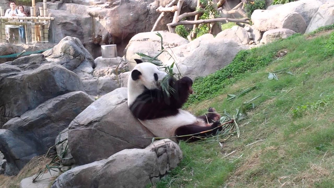 Amazing Asian Animals: Giant Panda Adventure @ Ocean Park Hong Kong (1 ...