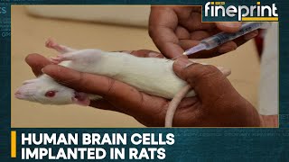 Wion Fineprint Scientists Create Human-Rat Hybrid Brain