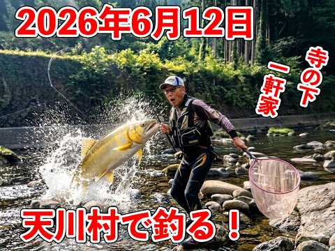 奈良県天川産 天然友釣り鮎20匹 2026年5月28日釣行 冷凍 送料着払い 20260612天川村で鮎釣り - YouTube