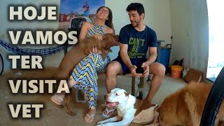 Hoje O Veterinário Vai Vim Aqui Em Casa Para Avaliar Os Cães