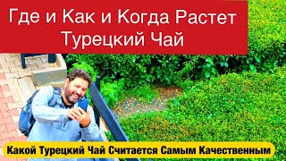 ЧАЙ ПЕРЕРАБАТЫВАЮЩИЙ ЗАВОД В ТУРЦИИ