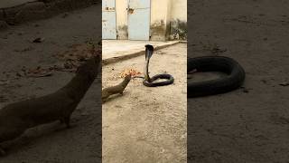 Epic battle cobra vs mongoose