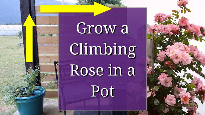 Grow a Climbing Rose in a Pot - DayDayNews