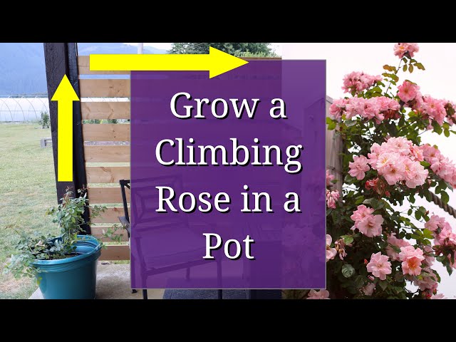 Grow a Climbing Rose in a Pot - YouTube