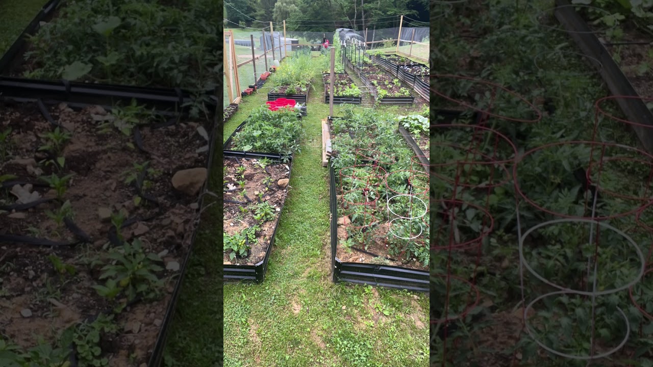 Welcome to my garden