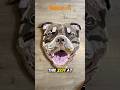 Bully dog rug making from start to finish#tufting #tuftinggun #rugtufting #fiberart #bullydog