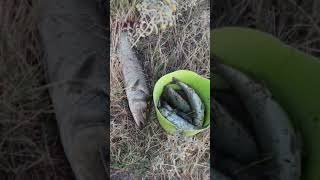 РЫБАЛКА,НА,ВЕРША,ПАУК,КЕФАЛЬ,КАЛОХОРИ ,САЛОНИКИ#shorts