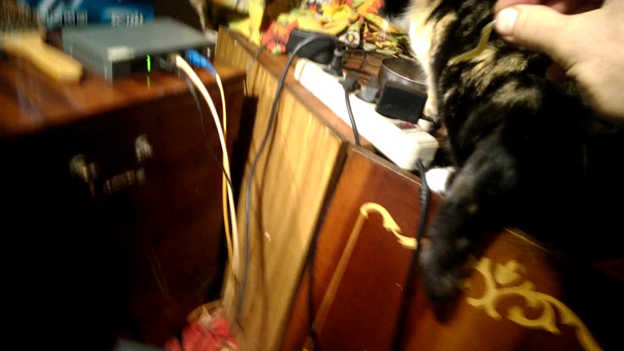 camera iphone 8 plus apk Кошка ест морскую капусту